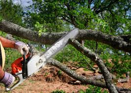 Best Tree Cabling and Bracing  in Jacksboro, TX